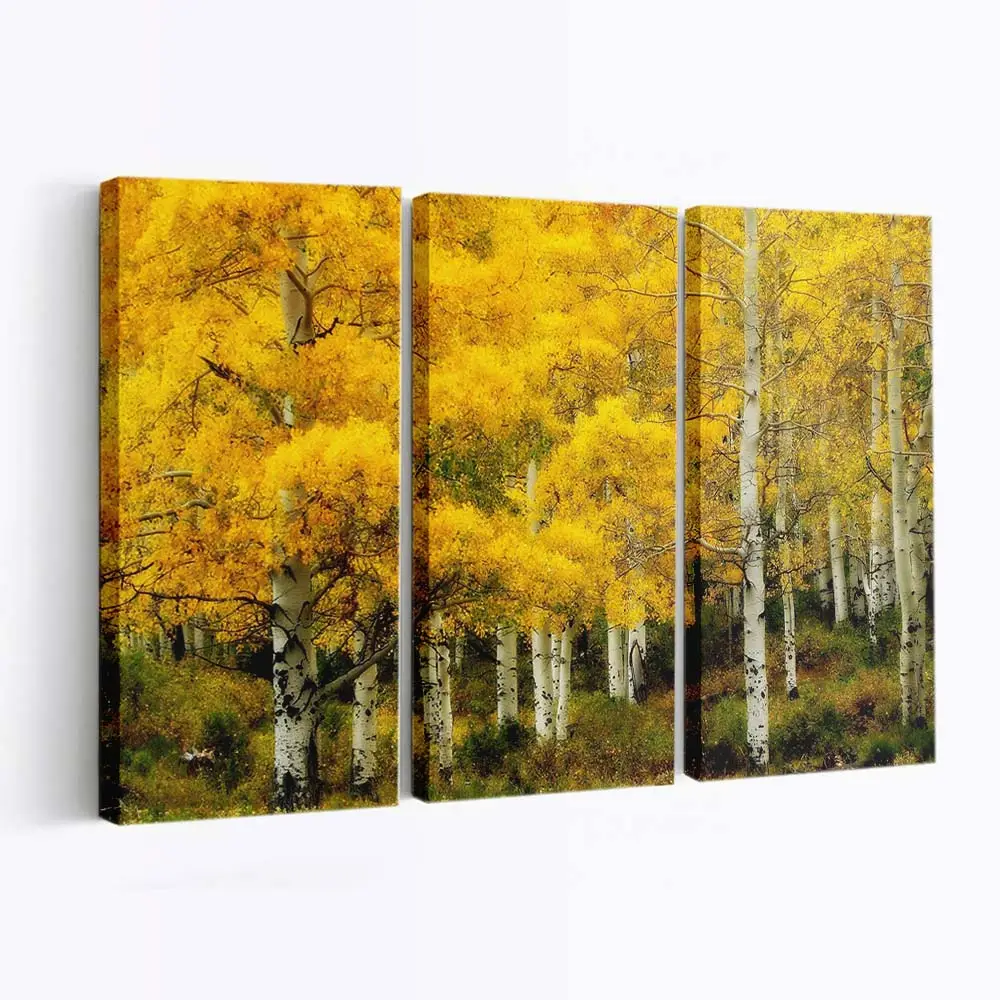 Gelbe Birken Im Herbst Leinwandbild