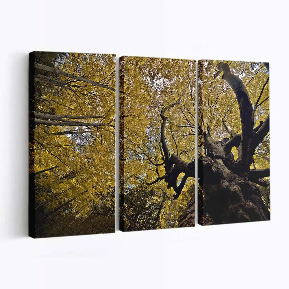 Goldene Herbstliche Buchen Leinwandbild