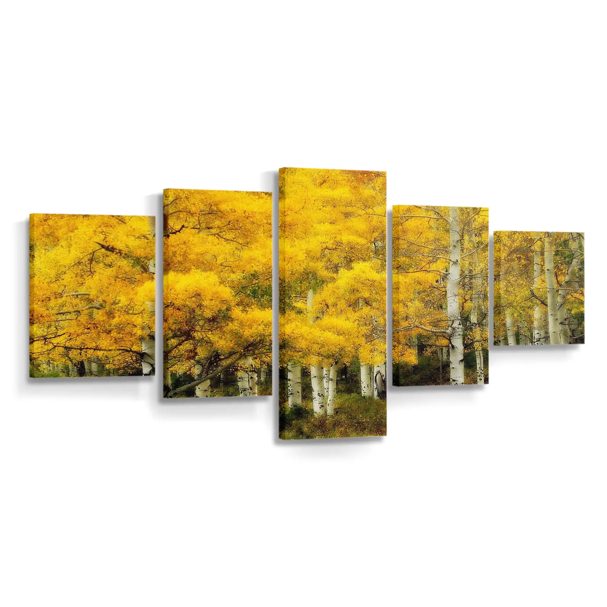 Gelbe Birken Im Herbst Leinwandbild