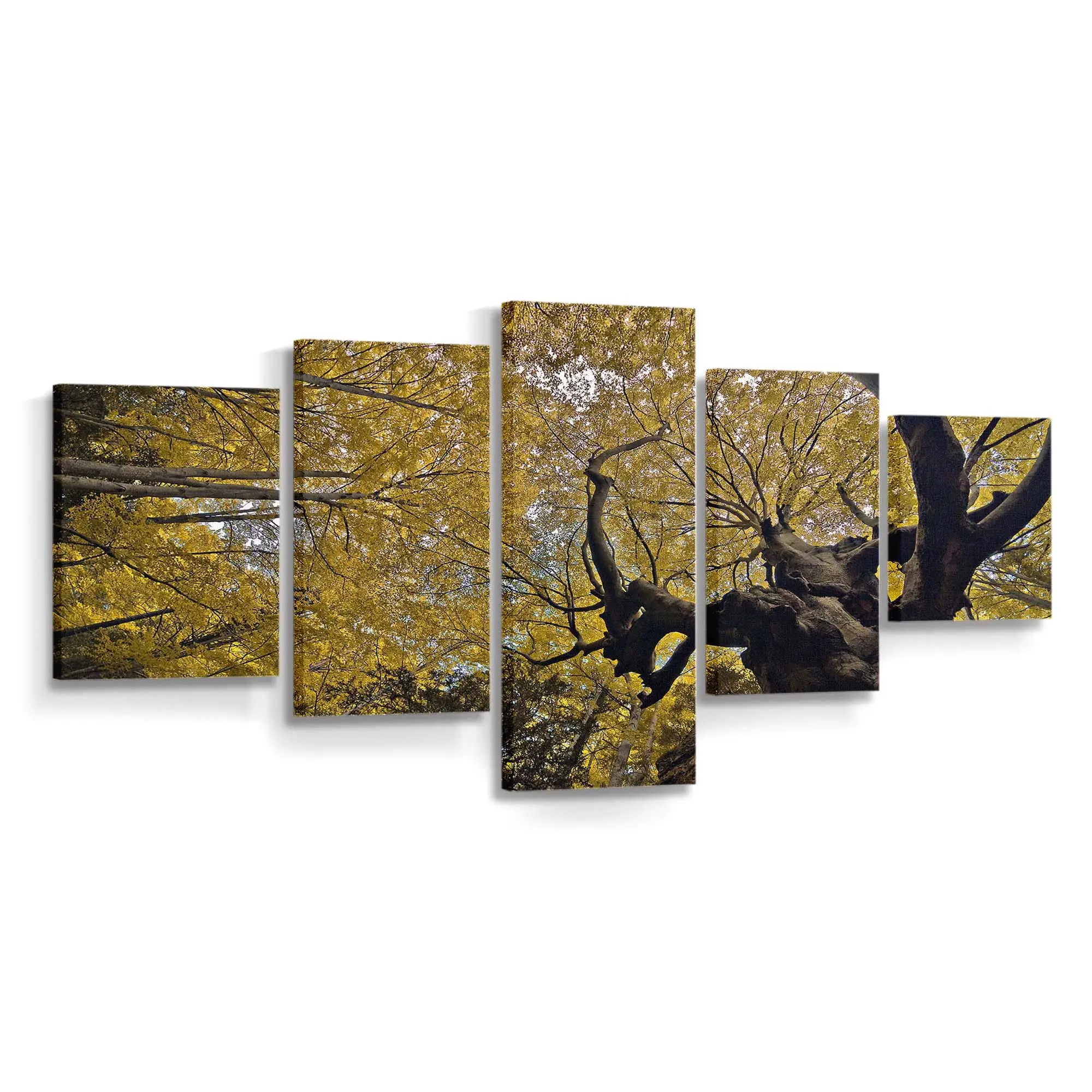 Goldene Herbstliche Buchen Leinwandbild