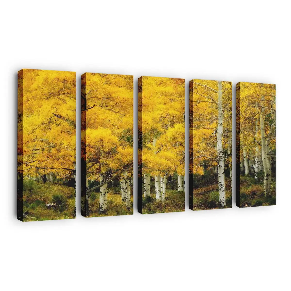 Gelbe Birken Im Herbst Leinwandbild