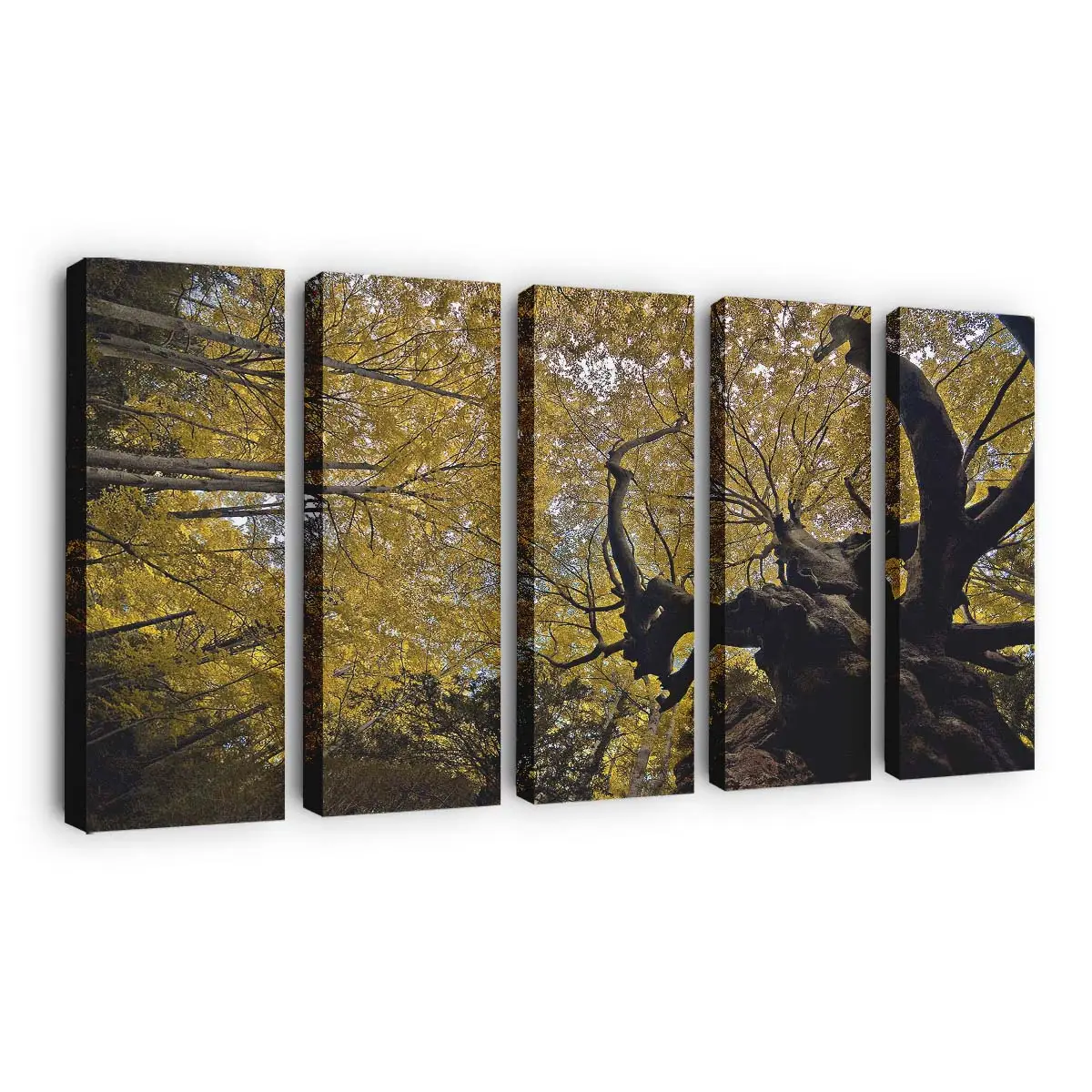 Goldene Herbstliche Buchen Leinwandbild
