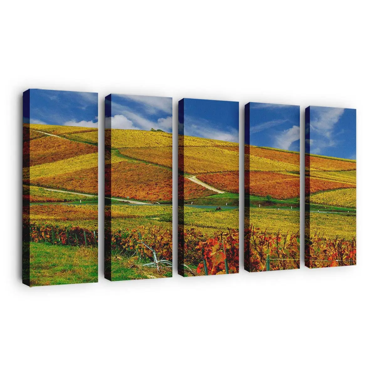 Goldene Herbstliche Weinberge Leinwandbild