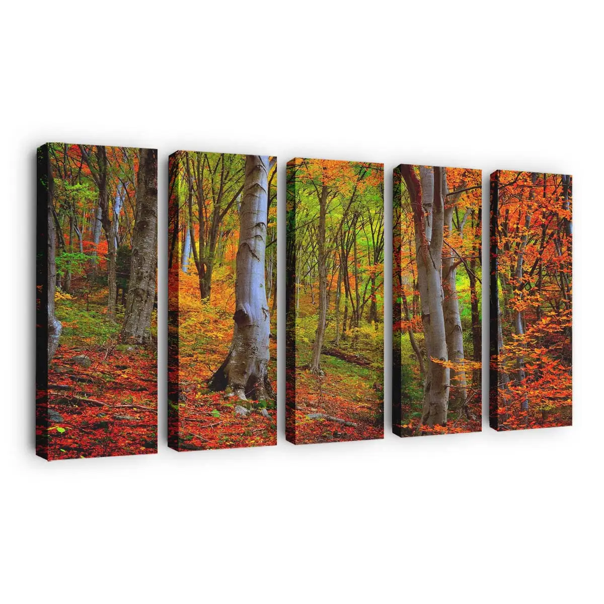 Leuchtendes Herbstlaub Im Wald Leinwandbild