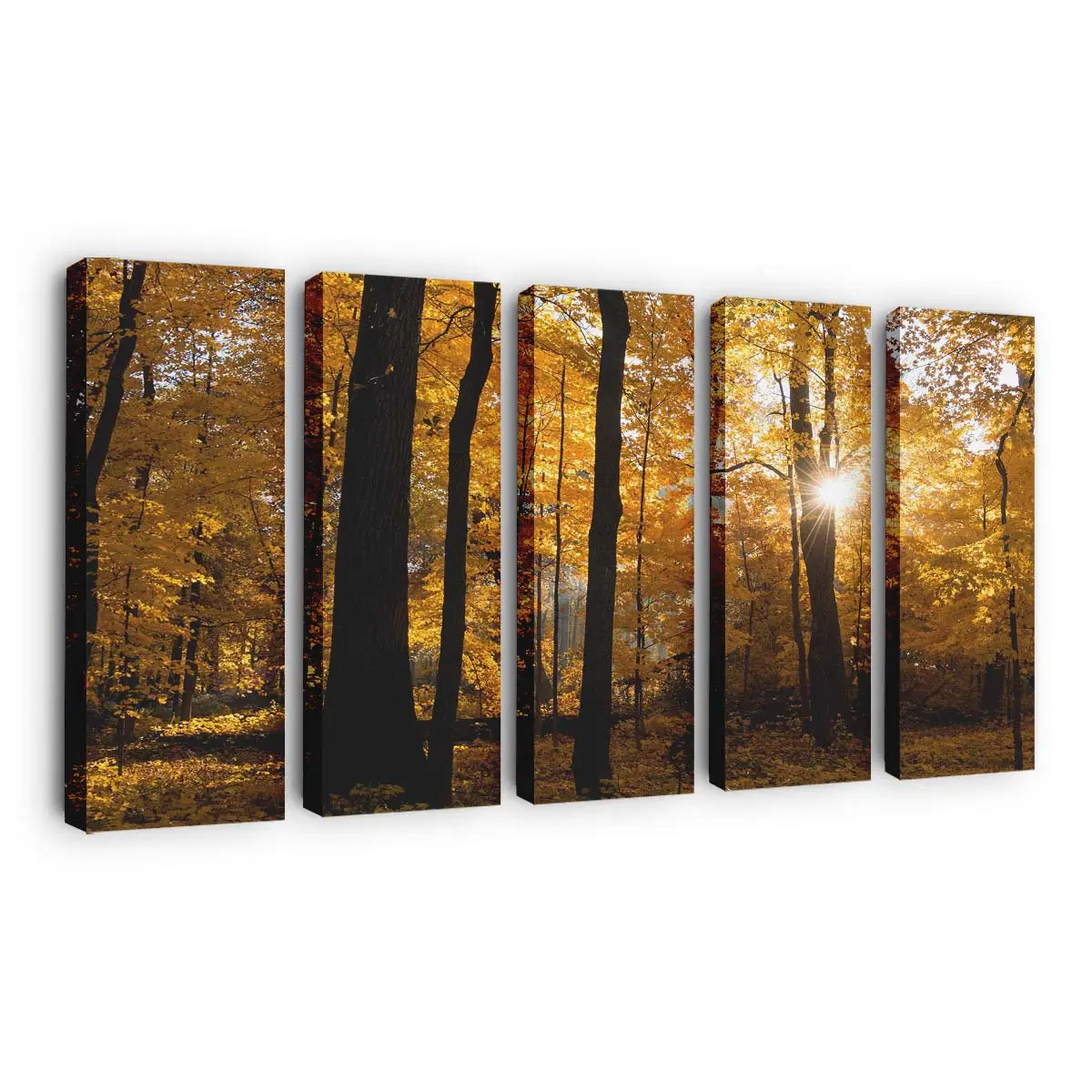 Sonnenaufgang Über Einem Bunten Herbstwald Leinwandbild