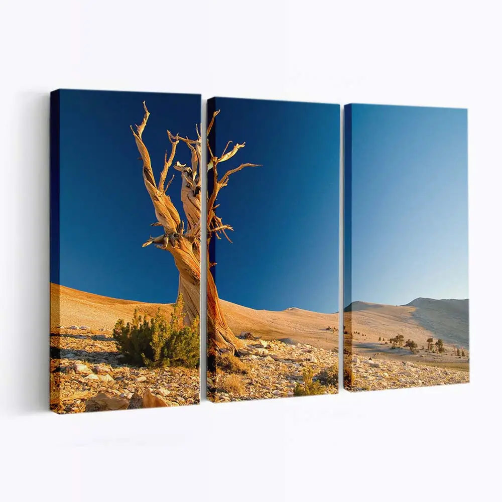Abgestorbener Baum in der Wüste Leinwandbild