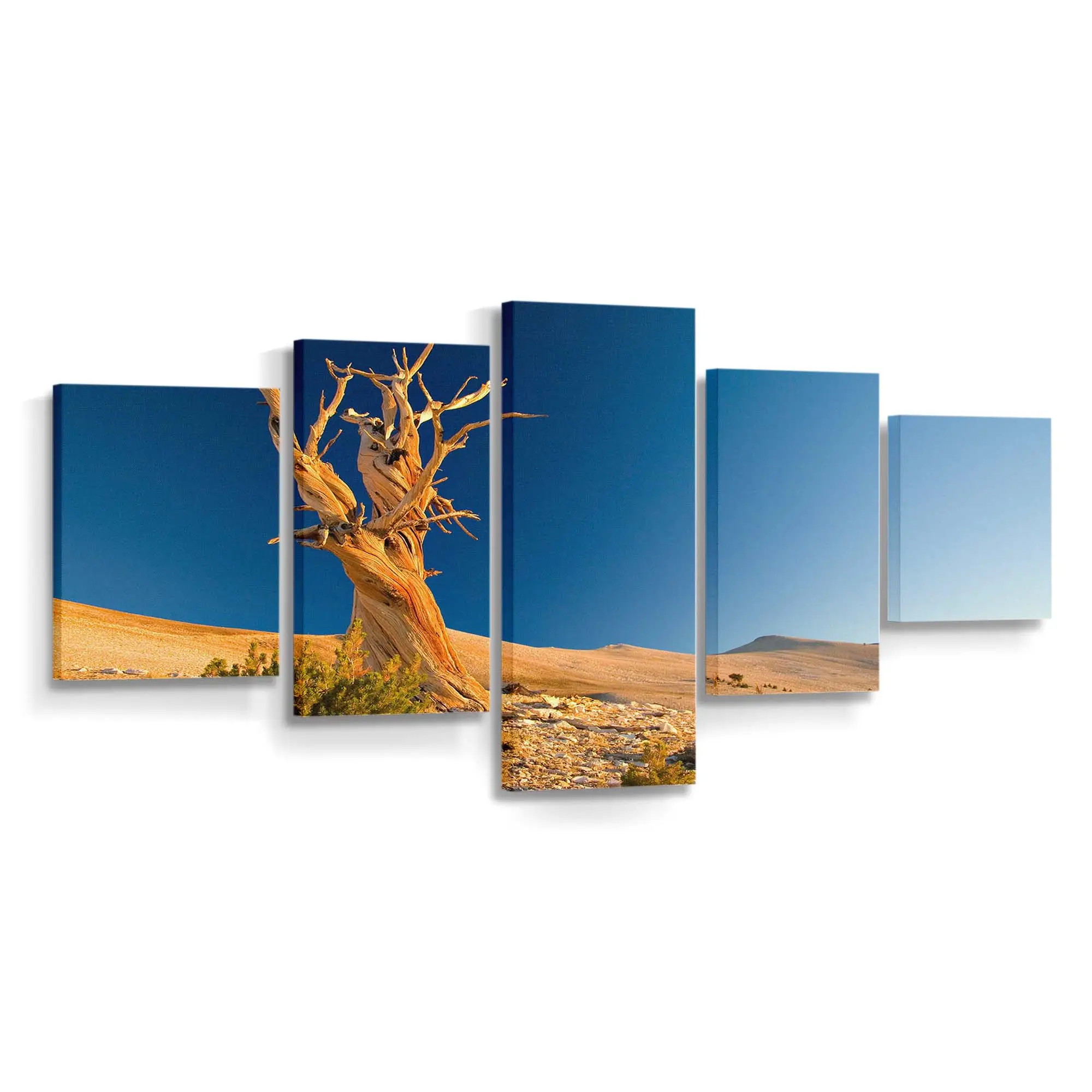 Abgestorbener Baum in der Wüste Leinwandbild