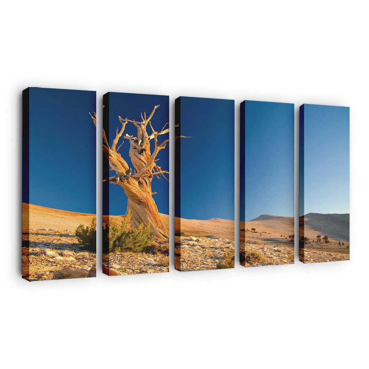 Abgestorbener Baum in der Wüste Leinwandbild