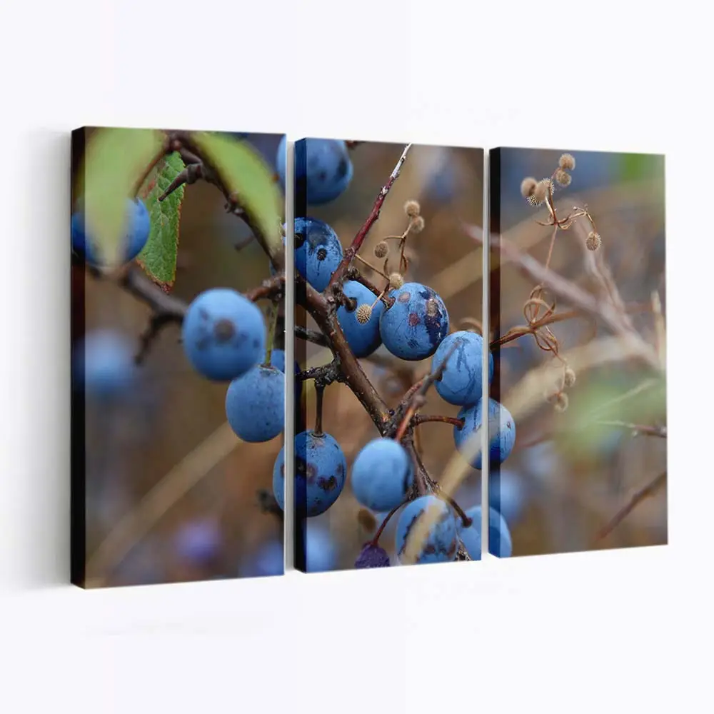 Reife Blaubeere im Makro Leinwandbild