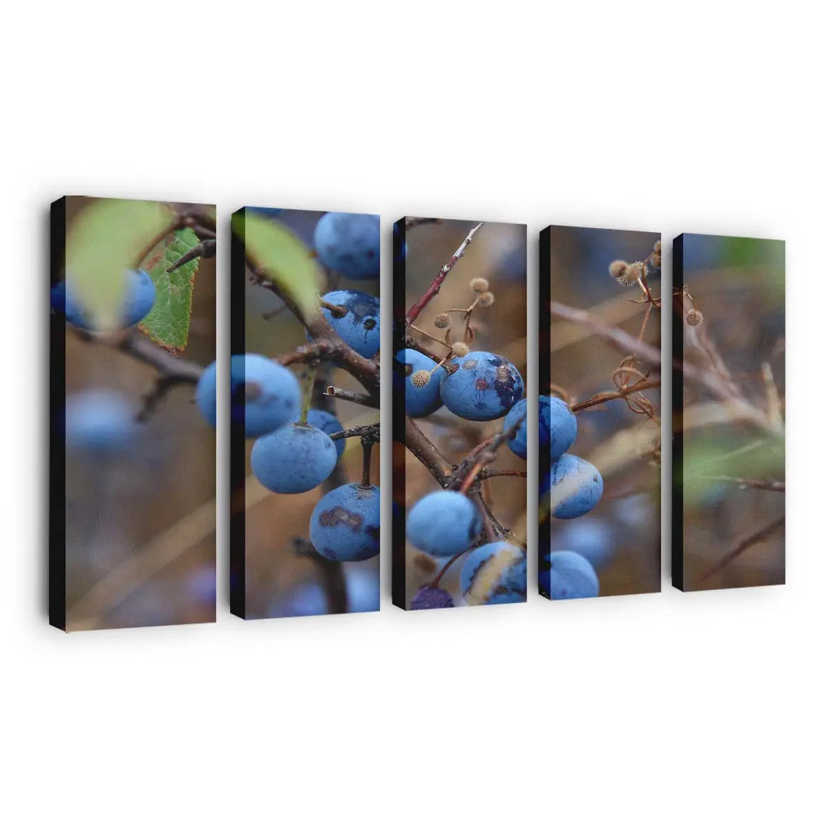 Reife Blaubeere im Makro Leinwandbild