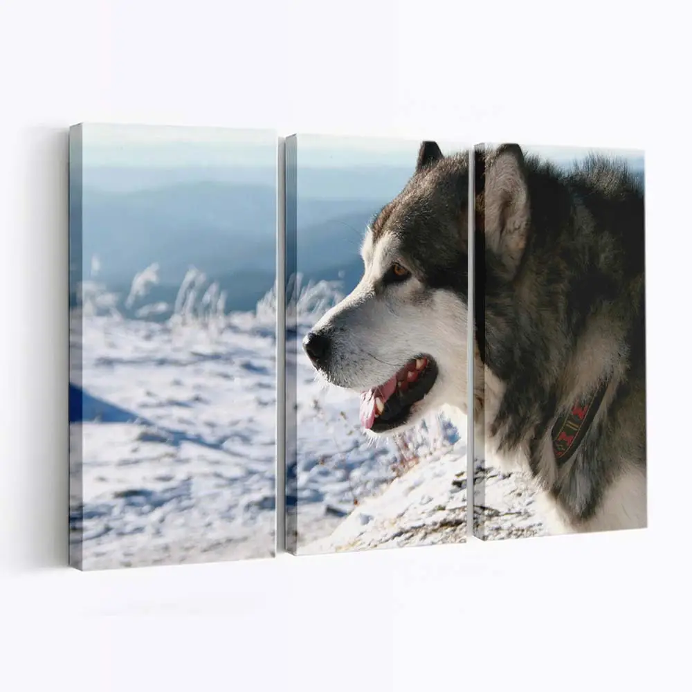 Alaskan Malamute im Freien – Hunde Leinwandbild