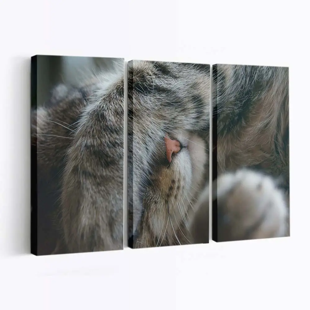 Überraschte Katze mit OMG Blick – Katzen Wandbild