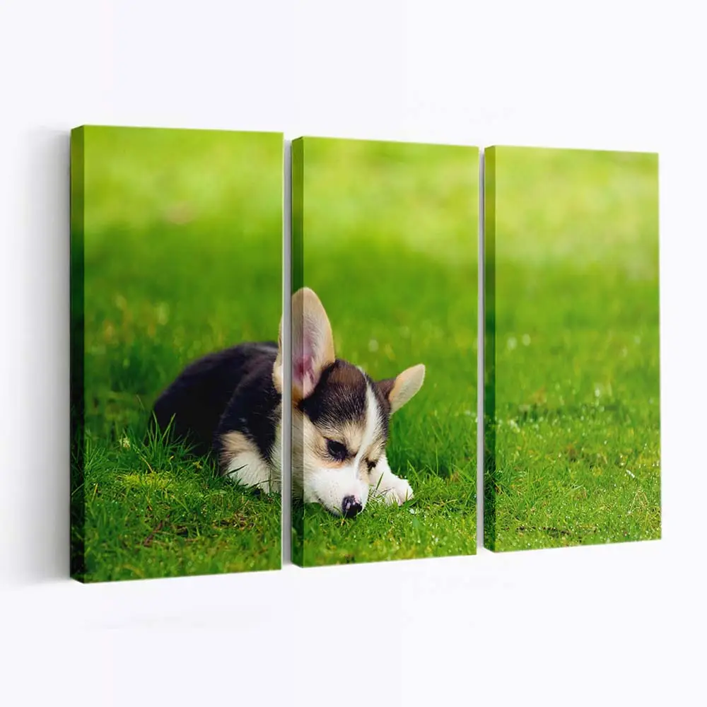Dreifarbiger Pembroke Welsh Corgi Welpe – Welpen Wandbild