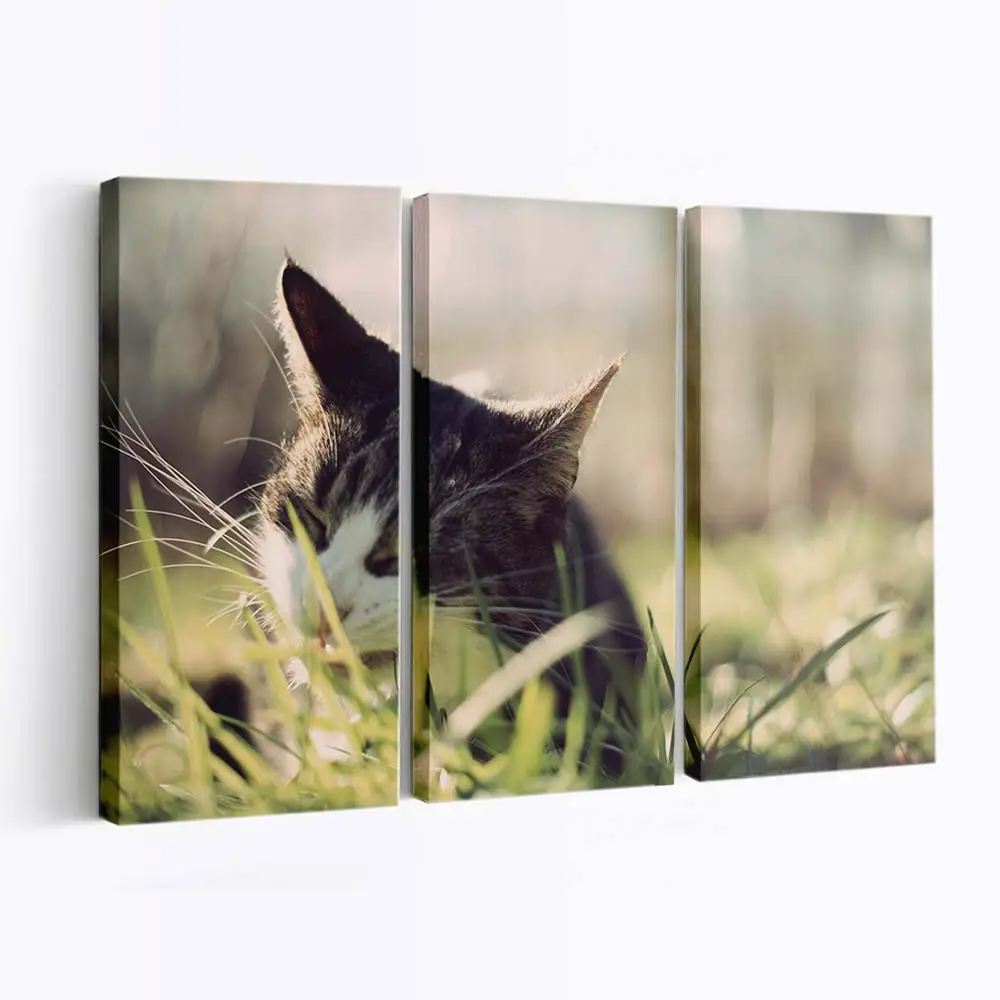 Flauschige Katze Kaut an Gras – Katzen Wandbild