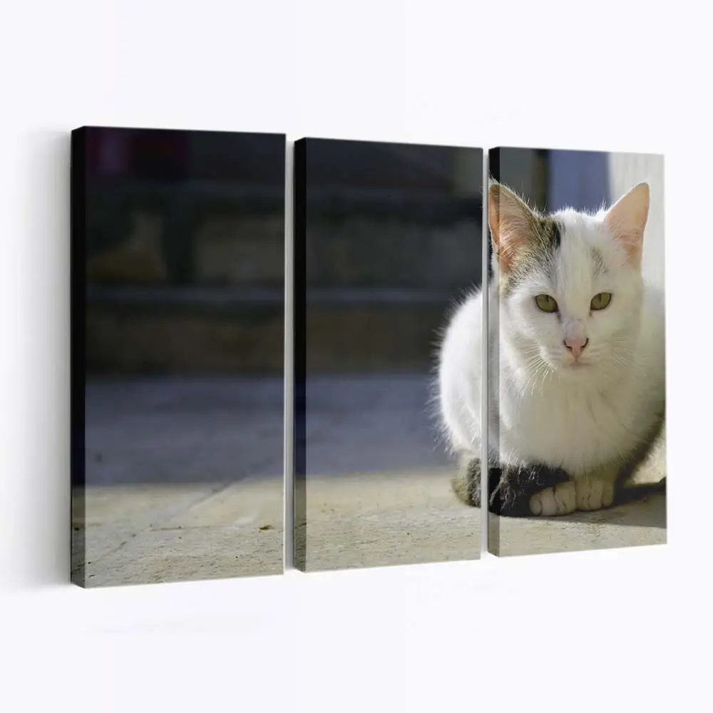 Flauschige Perserkatze mit Langem Fell – Katzenmotiv Leinwandbild