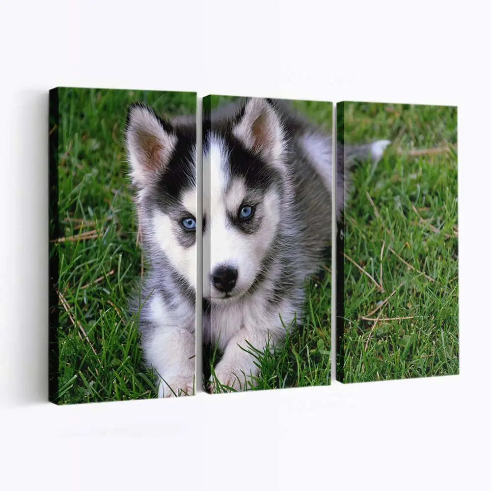 Flauschiger Husky Welpe – süßes Hundemotiv Leinwandbild