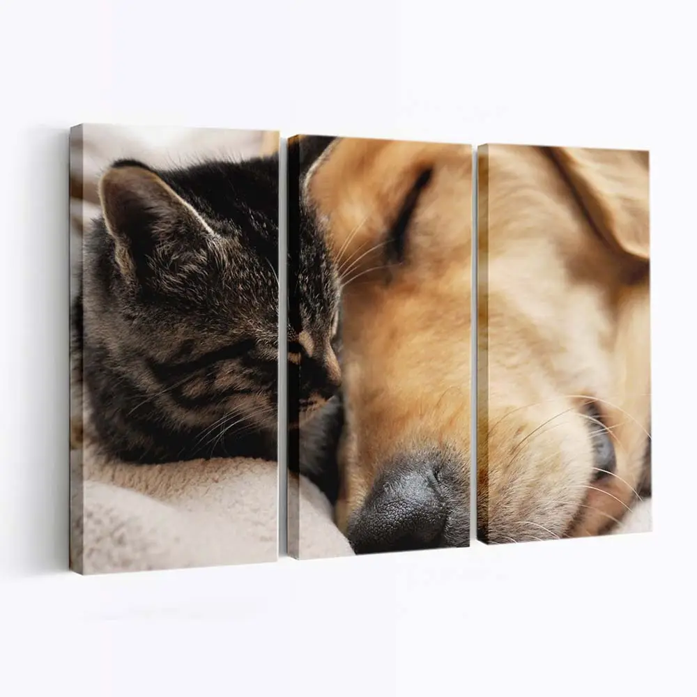 Freundschaft zwischen Katze und Hund – Haustier Leinwandbild