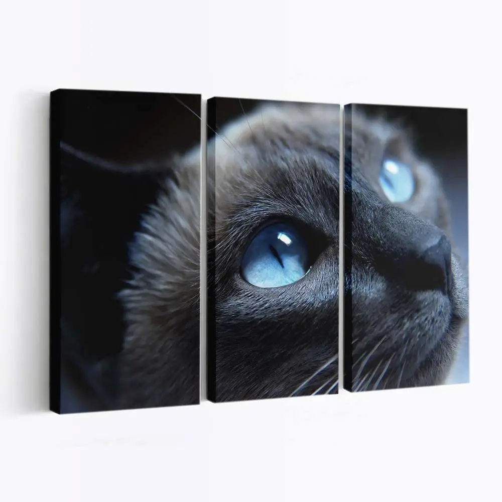 Gesicht einer Hauskatze – Katzen Leinwandbild