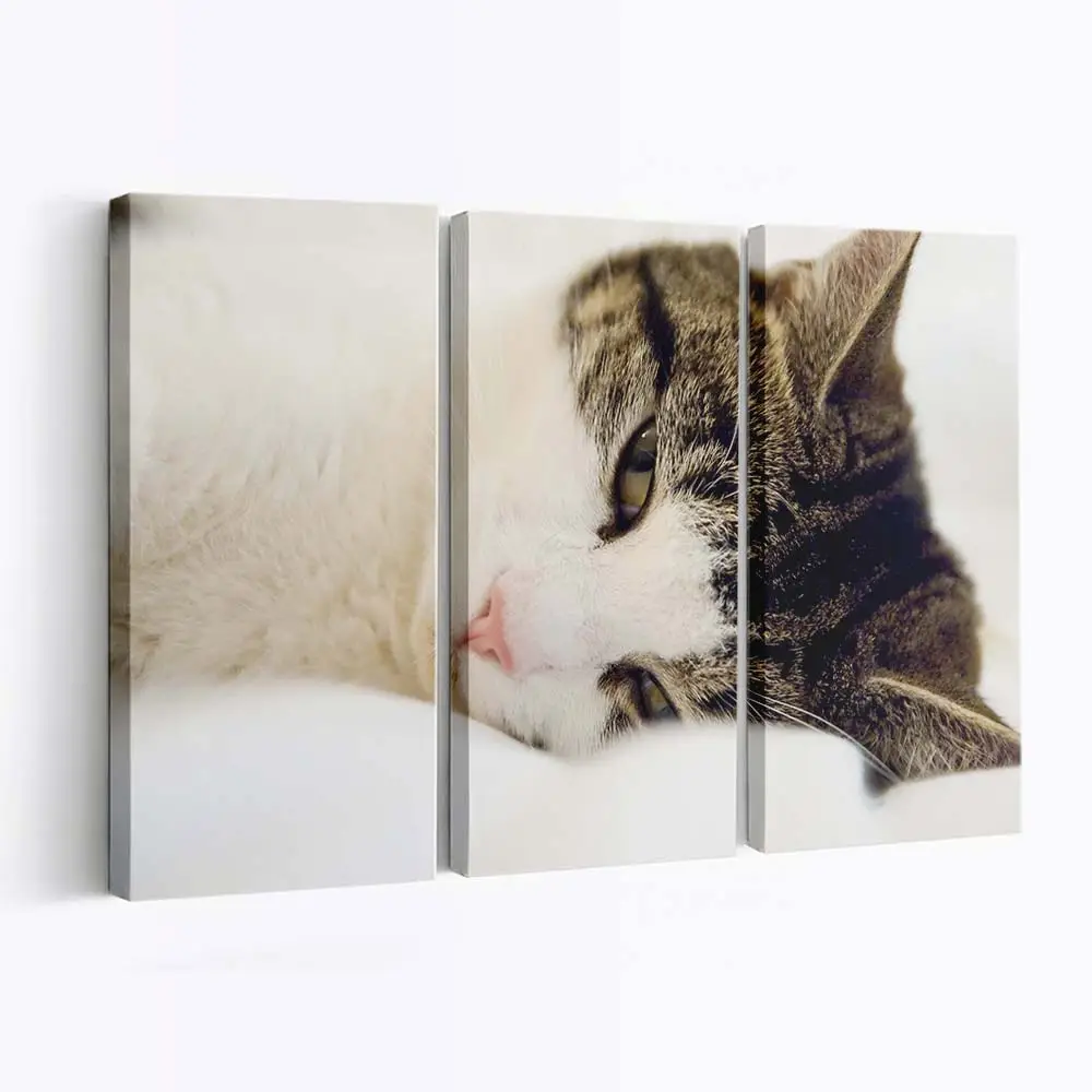 Gähnende Katze im Bett – Katzen Wandbild