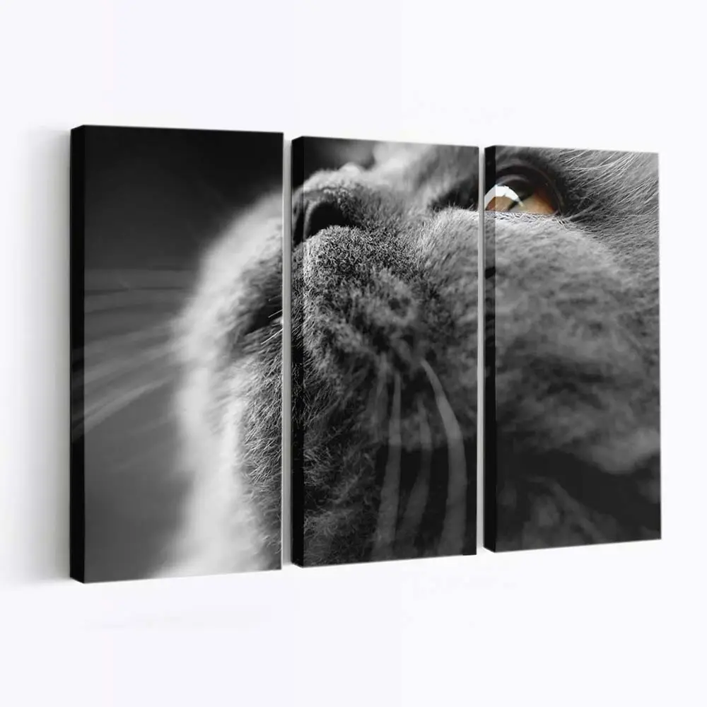 Graues Katzengesicht in Nahaufnahme – Katzen Wandbild