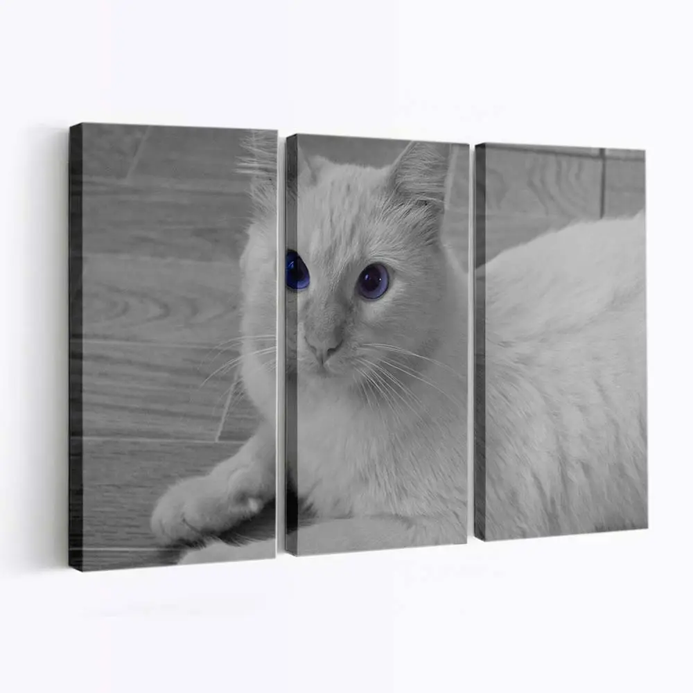 Katze mit Blauen Augen – Katzenmotiv Leinwandbild