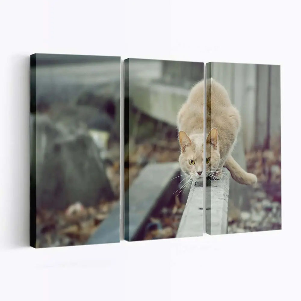 Katze mit Intensivem Jagdblick – Katzen Leinwandbild
