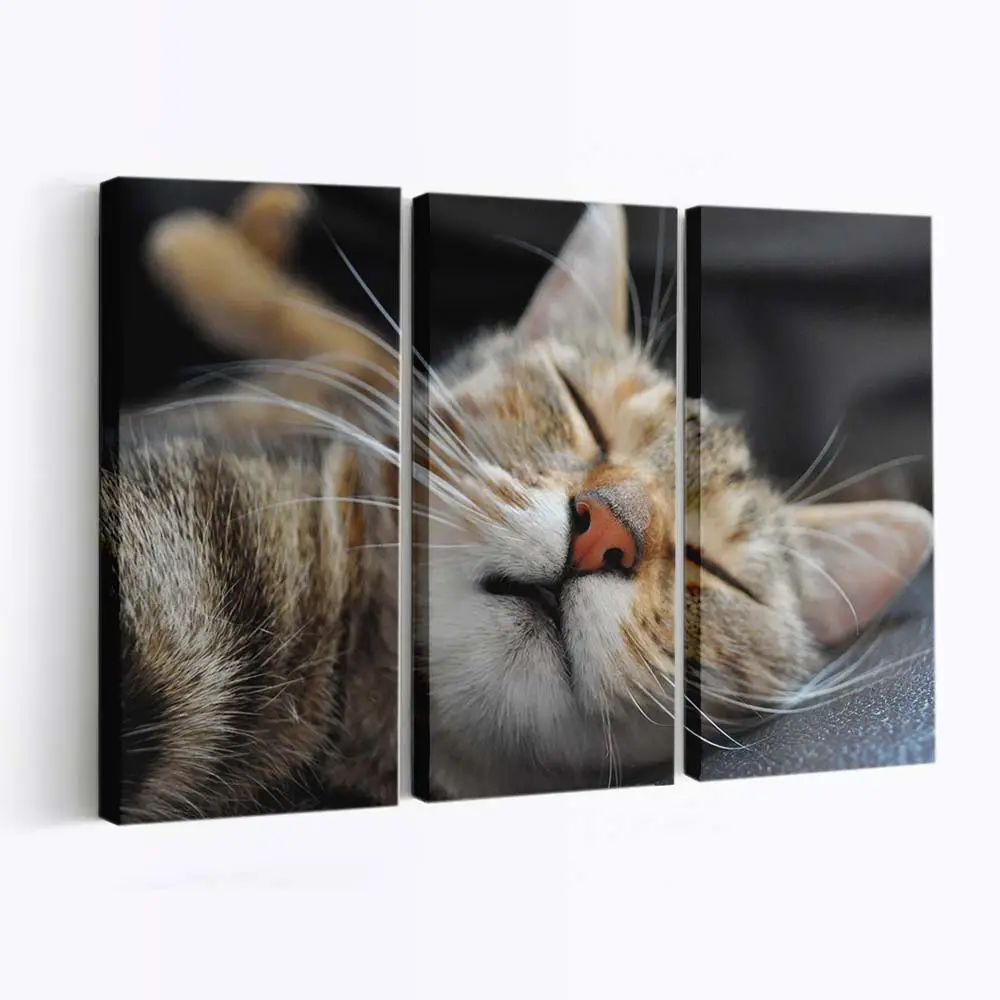Katze Schlft in Lustiger Position – Katzen Leinwandbild