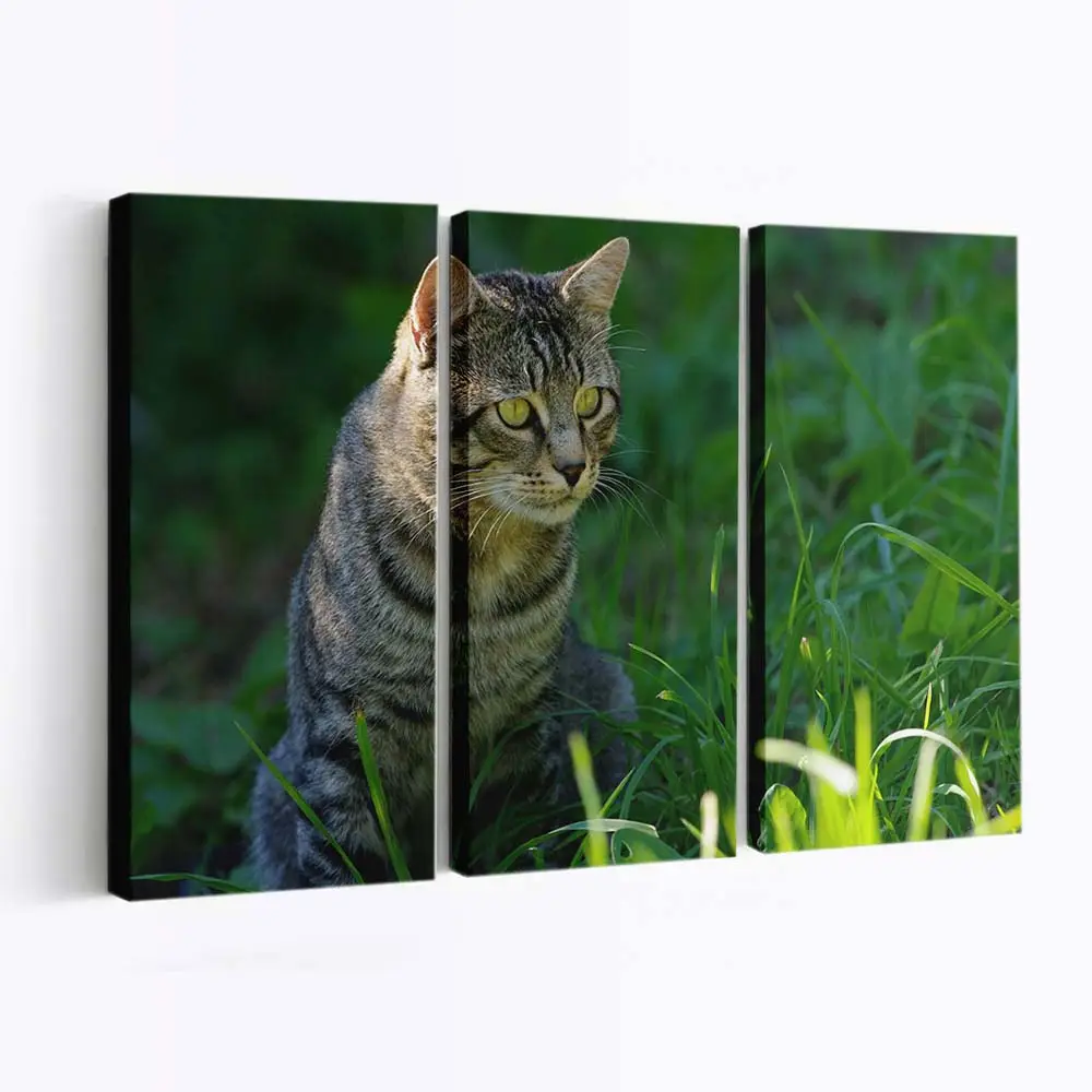Katze Starrt in die Kamera – Katzenmotiv Leinwandbild