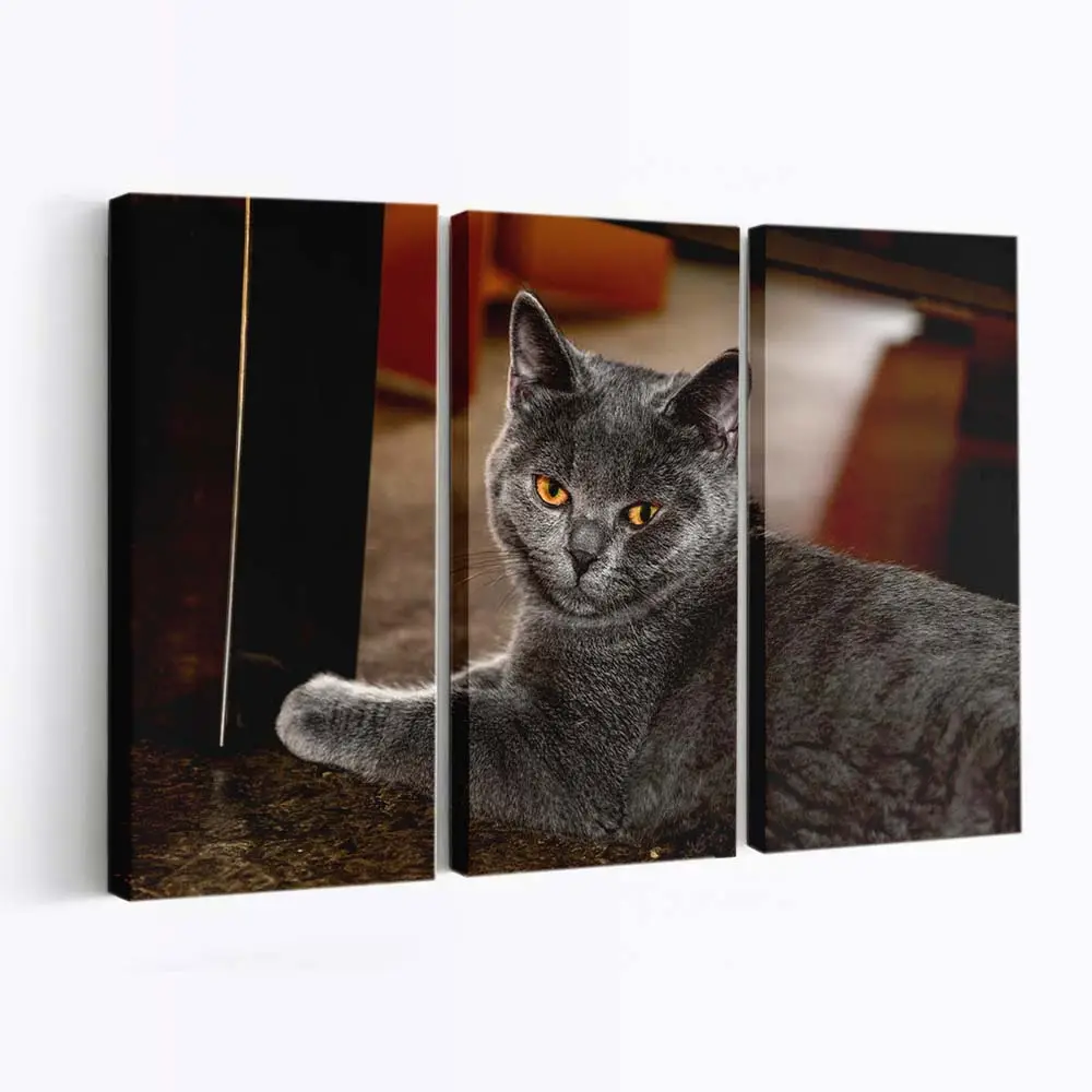 Katzenportrt Fine-Art – Katzenmotiv Leinwandbild