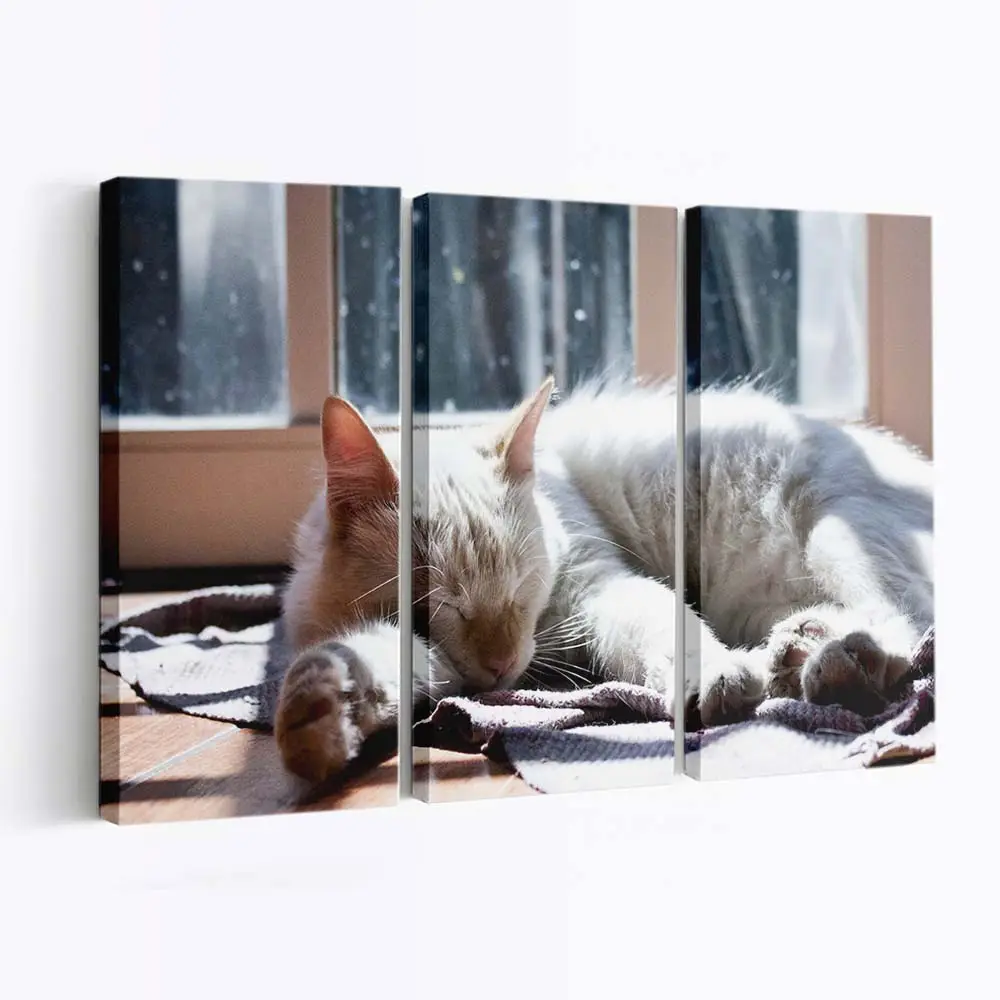 Kuschelnde Katze und Hund – Tierpaar Wandbild