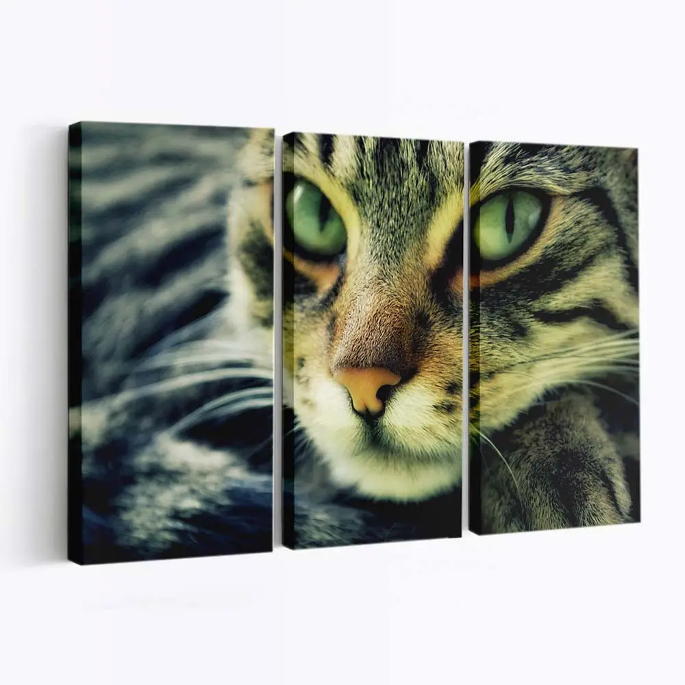 Nachdenkliche Katze Blickt zur Seite – Katzen Wandbild