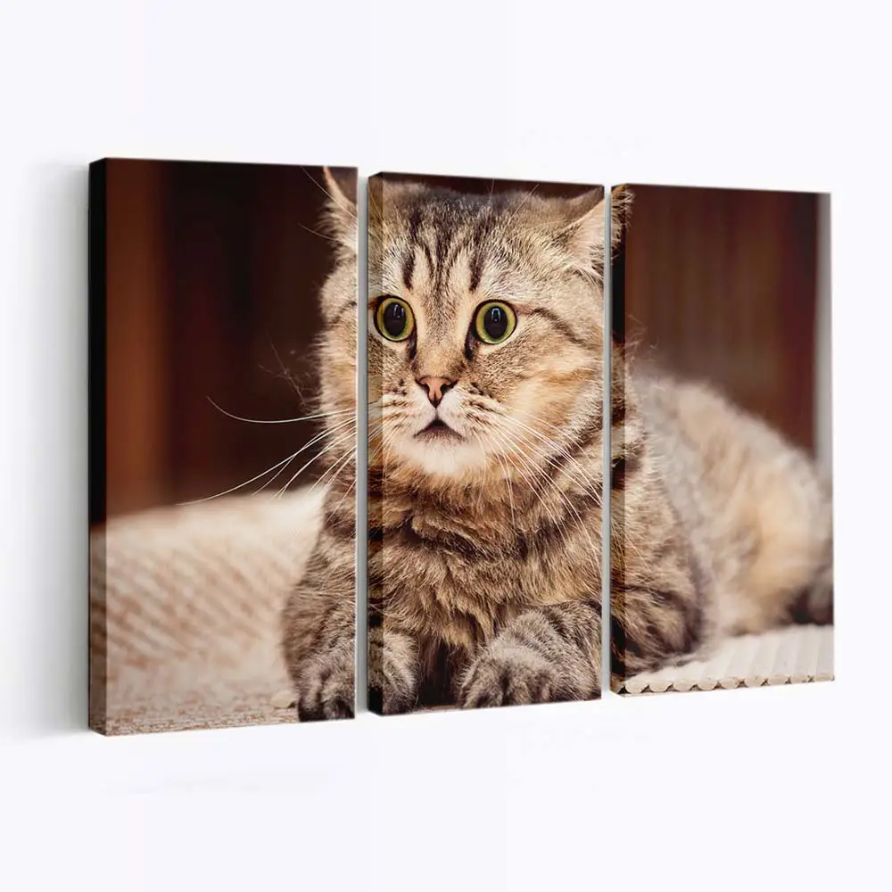 Ängstliches Katzengesicht – Katzenmotiv Leinwandbild
