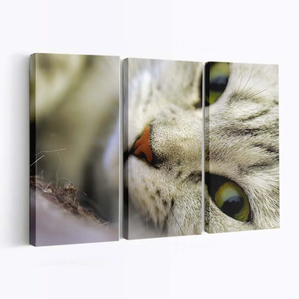 Posierende Katze – Katzen Wandbild