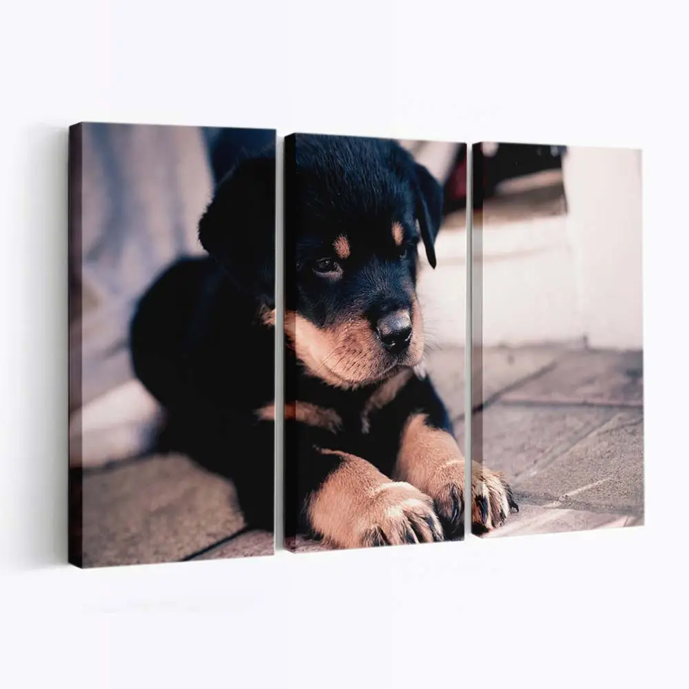 Rottweiler Welpe – süßes Hundemotiv Leinwandbild
