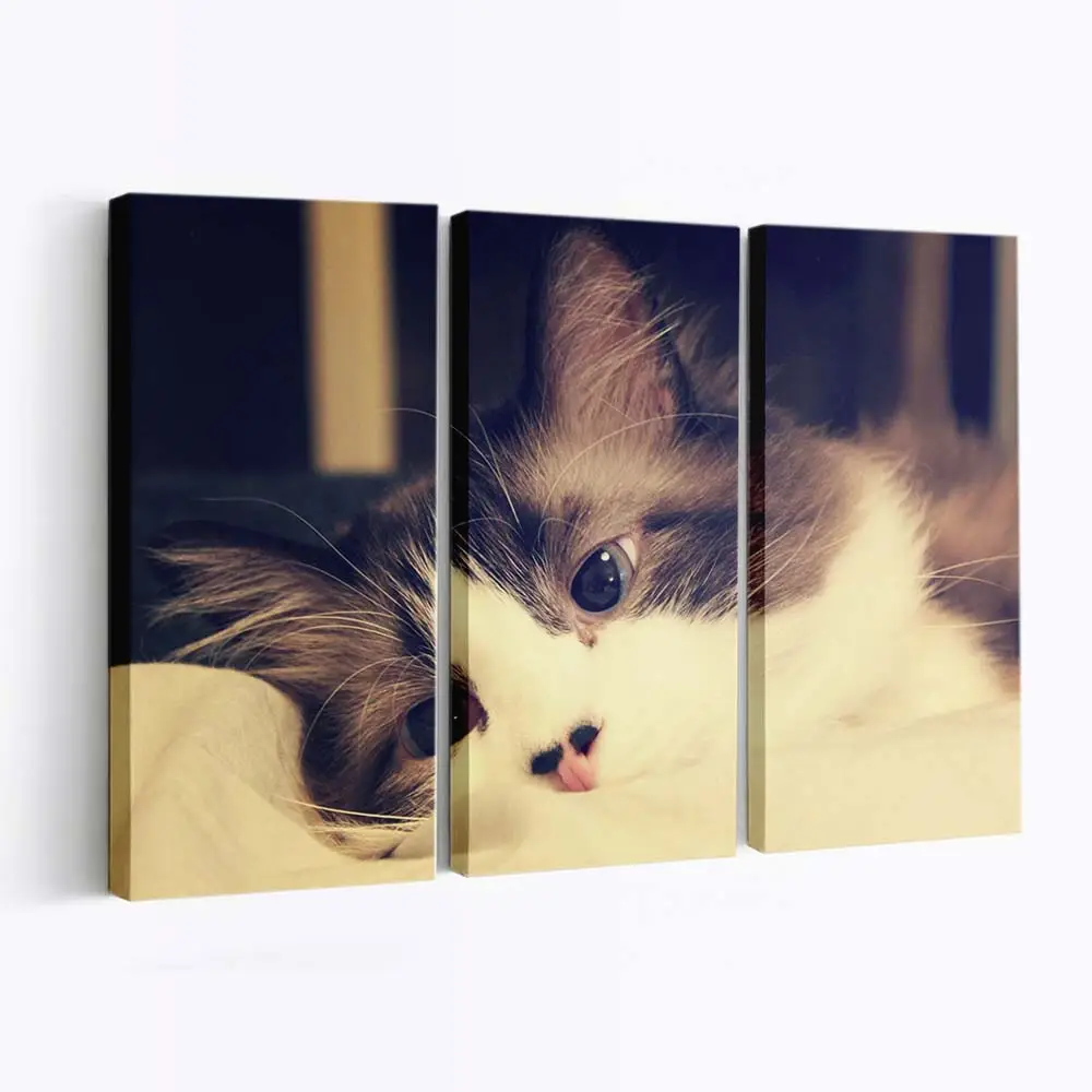 Ruhende Hauskatzen – Katzenmotiv Leinwandbild