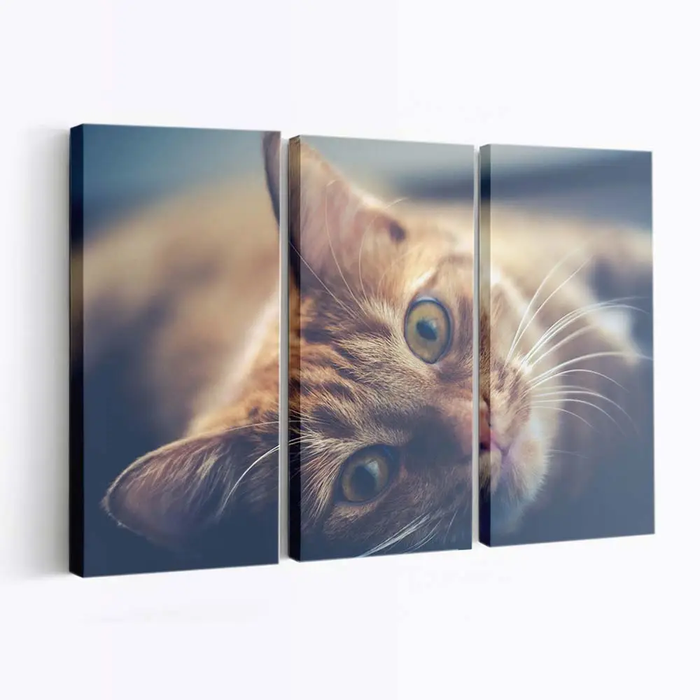 Ruhende Rote Getigerte Katze – Katzen Leinwandbild