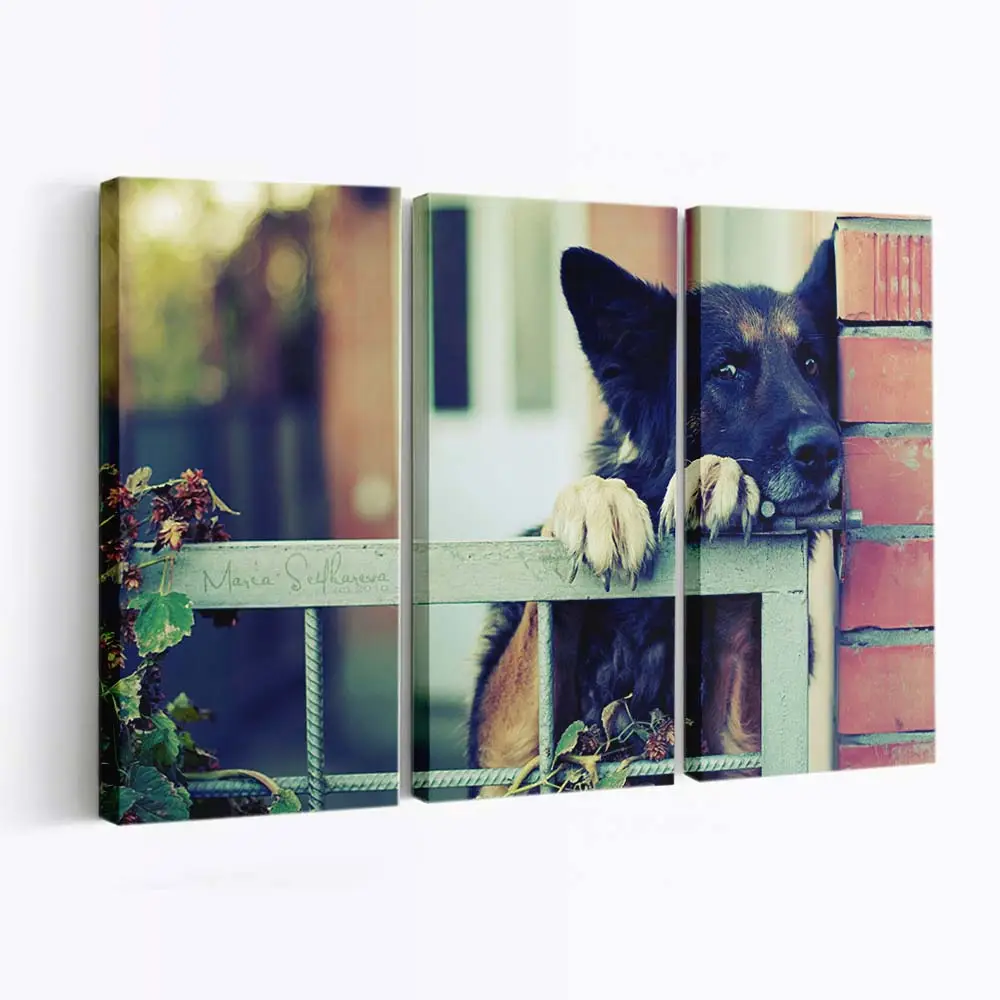 Schäferhund Schaut Ber den Zaun – Hunde Leinwandbild