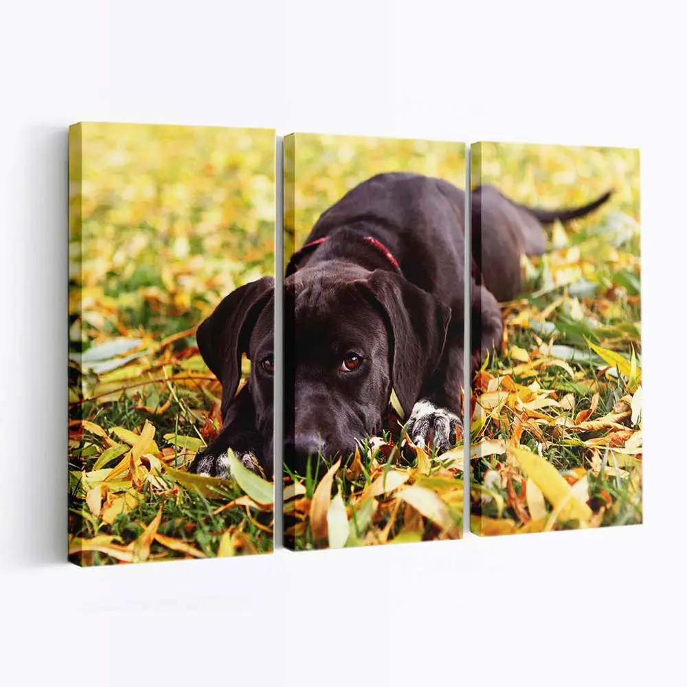 Schwarzer Hund im Herbstlaub – Hunde Leinwandbild