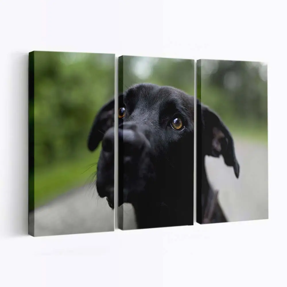 Schwarzer Labrador Retriever – Hunde Wandbild