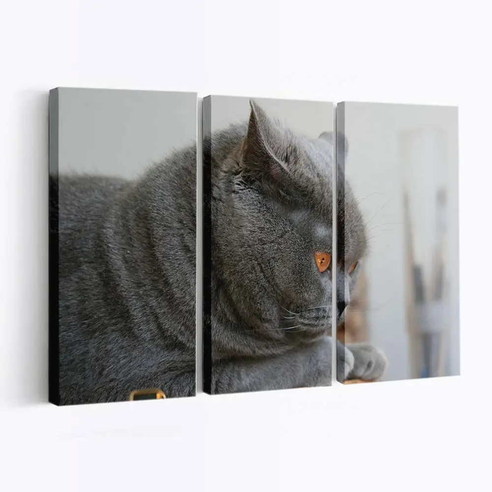 Scottish Fold Katze Blickt nach Oben – Katzenmotiv Leinwandbild