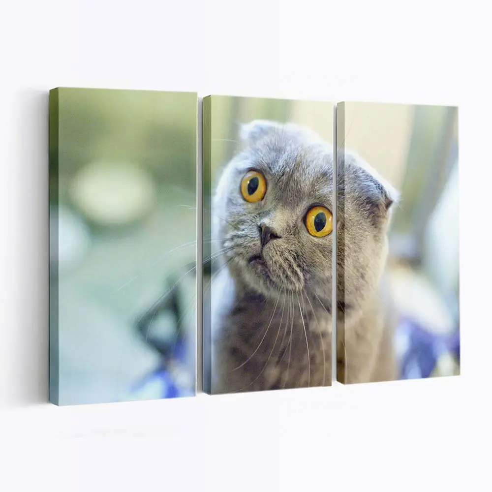 Scottish Fold Katze – Katzen Leinwandbild