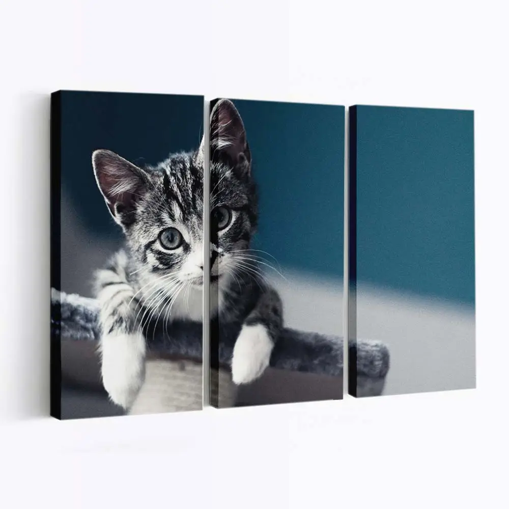 Süßes Bettelndes Kätzchen – Kätzchen Wandbild
