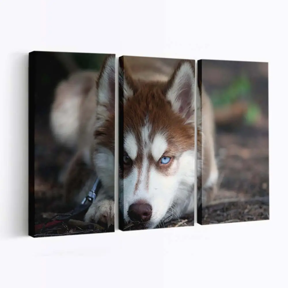 Siberian Husky mit Blauen Augen – Hunde Wandbild