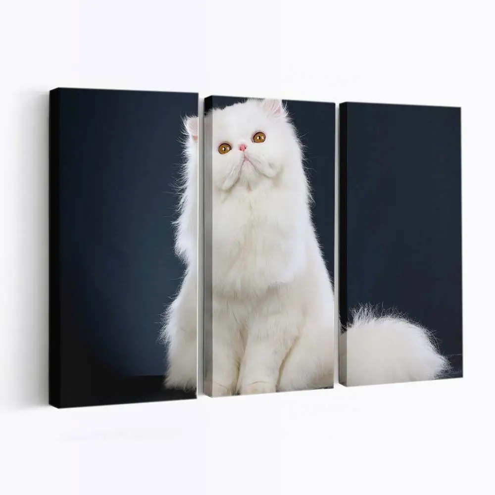 Sitzende Weiße Flauschige Katze – Katzen Leinwandbild