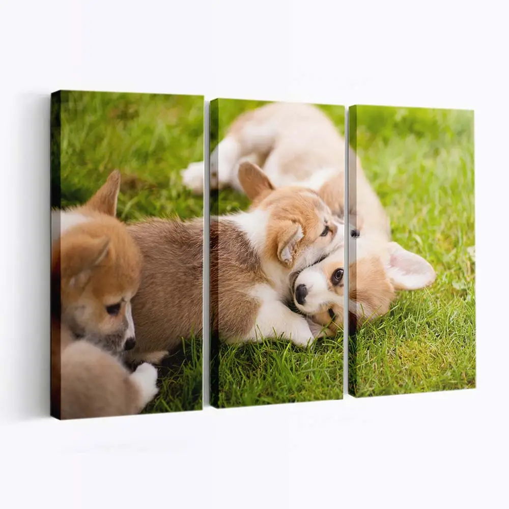 Spielende Corgi Welpen – Welpen Leinwandbild