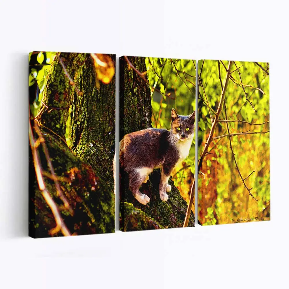 Stolze Hauskatze – Katzenmotiv Leinwandbild