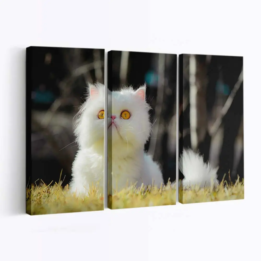 Weiße Perserkatze – Katzenmotiv Leinwandbild