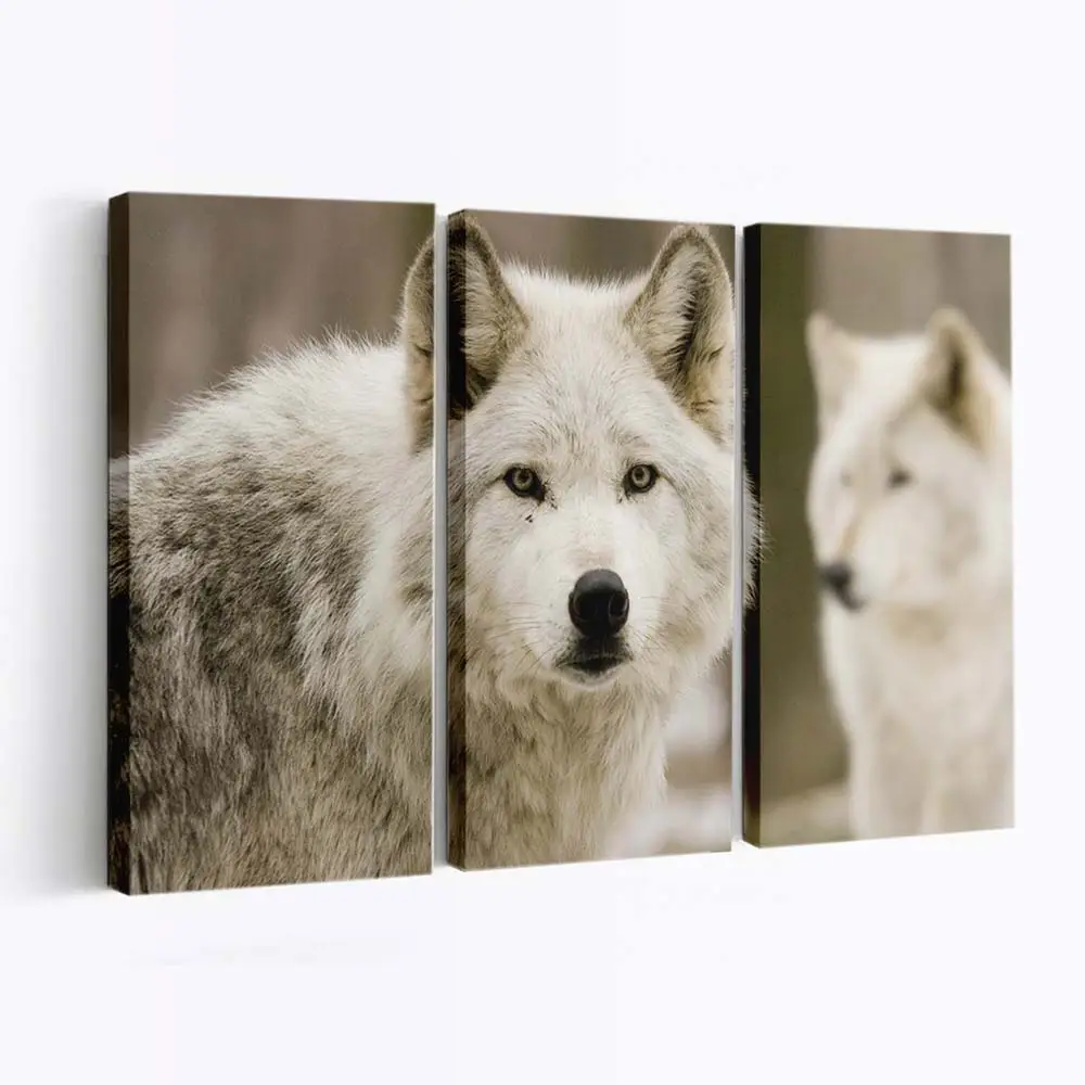 Weiße Wolfshunde in der Natur – Hunde Leinwandbild