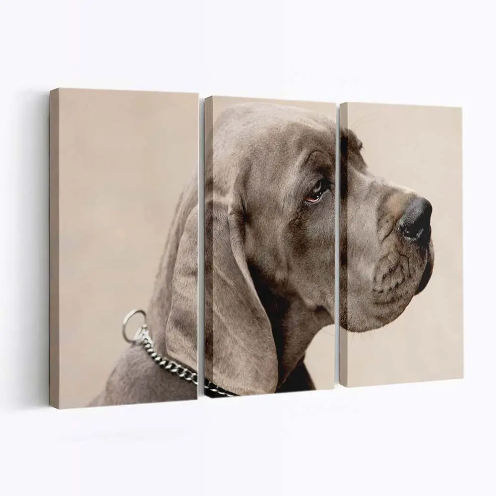 Weimaraner Fine-Art – Hunde Leinwandbild