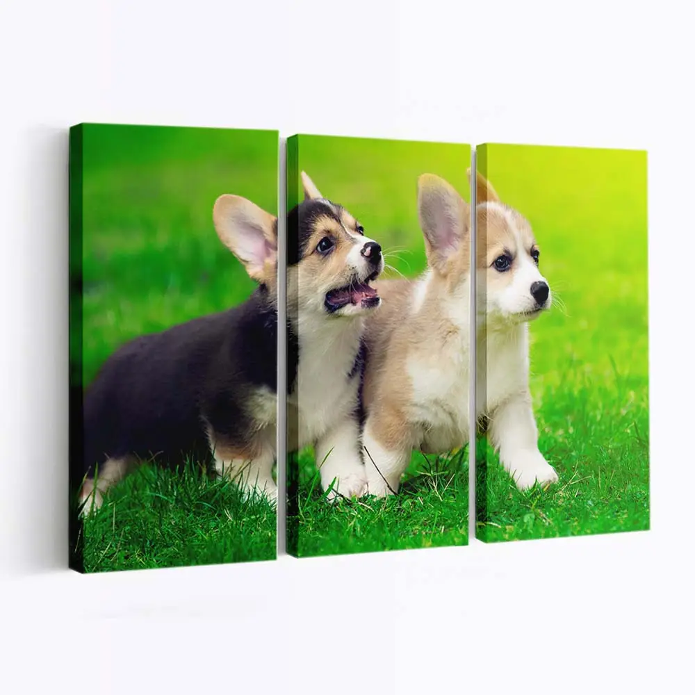 Welsh Corgi Welpen im Park – Welpen Wandbild